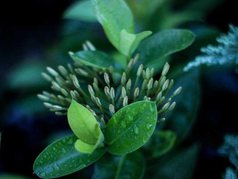 Venhar Luxury Villas - Image 4